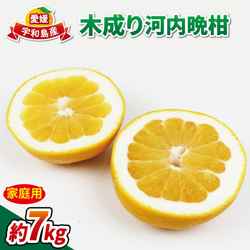 家庭用 河内晩柑 木成り 7kg 南四国ファーム 先行予約 愛媛みかん 晩柑 かわちばんかん 和製 グレープフルーツ ばんかん 果物 くだもの 柑橘 みかん 蜜柑 みかん mikan 宇和島みかん 美味しい デザート 数量限定 産地直送 国産 愛媛 宇和島 B010-035013