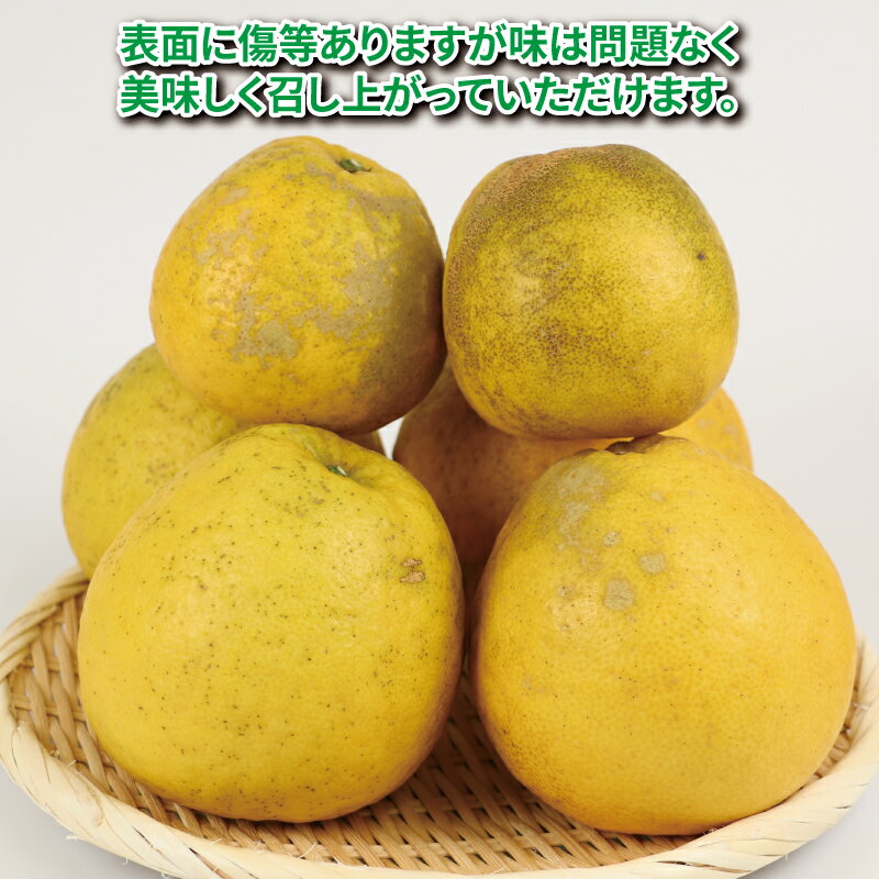 【ふるさと納税】 河内晩柑 有機肥料栽培 7kg 20個前後 ほんとのみかん清家農園 先行予約 晩柑 かわちばんかん 和製 グレープフルーツ 果物 くだもの フルーツ 柑橘 みかん 蜜柑 愛媛ミカン 愛媛蜜柑 愛媛みかん 農家直送 産地直送 数量限定 国産 愛媛 宇和島 B016-040003 サムネイル2