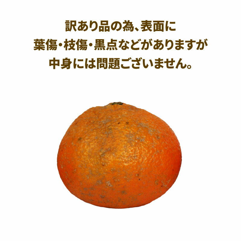 【ふるさと納税】 愛媛みかん 訳あり 伊予柑 10kg ワールドファーマーズ わけあり いよかん 愛媛ミカン 愛媛蜜柑 訳ありみかん 訳あり蜜柑 訳アリ 訳あり品 訳有り わけあり mikan 果物 くだもの フルーツ 柑橘 みかん 蜜柑 数量限定 産地直送 国産 愛媛 宇和島 B010-024022 サムネイル2
