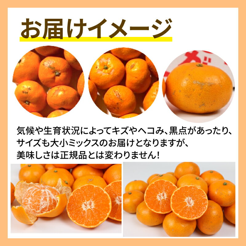 【ふるさと納税】 みかん 10kg 家庭用 温州みかん 早生 山本みかん 予約受付 早生温州 温州 うんしゅう mikan 蜜柑 果物 フルーツ 柑橘 かんきつ 美味しい ミカン 愛媛県産産 愛媛みかん 地直送 農家直送 数量限定 国産 宇和島 B012-038010 サムネイル2