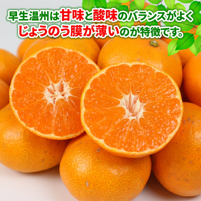 【ふるさと納税】 みかん 10kg 家庭用 温州みかん 早生 山本みかん 予約受付 早生温州 温州 うんしゅう mikan 蜜柑 果物 フルーツ 柑橘 かんきつ 美味しい ミカン 愛媛県産産 愛媛みかん 地直送 農家直送 数量限定 国産 宇和島 B012-038010 サムネイル3