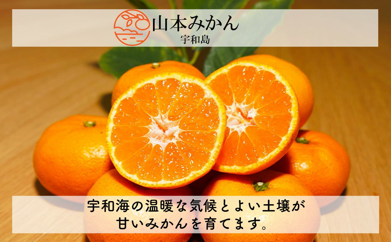 【ふるさと納税】 愛媛 みかん 10kg 先行予約 南柑20号 家庭用 温州みかん 山本みかん 温州 みかん 美味しい 人気 みかん10kg mikan 愛媛みかん 蜜柑 果物 くだもの フルーツ 産直 お取り寄せ 愛媛県 甘い 柑橘 送料無料 産地直送 農家直送 数量限定 国産 宇和島 B012-038001 サムネイル3