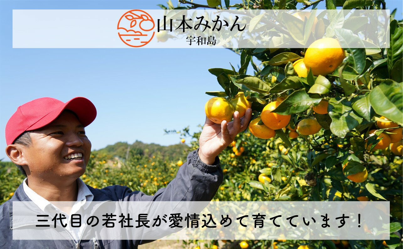【ふるさと納税】 愛媛 みかん 10kg 先行予約 南柑20号 家庭用 温州みかん 山本みかん 温州 みかん 美味しい 人気 みかん10kg mikan 愛媛みかん 蜜柑 果物 くだもの フルーツ 産直 お取り寄せ 愛媛県 甘い 柑橘 送料無料 産地直送 農家直送 数量限定 国産 宇和島 B012-038001 サムネイル2