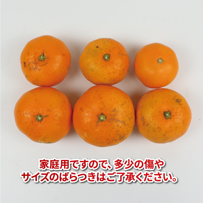【ふるさと納税】 みかん定期便 温州みかん 2回 計15kg 7.5kg×2回 家庭用 愛媛みかん 平石農園 先行予約 柑橘定期便 定期便 mikan 愛媛ミカン 愛媛蜜柑 温州 みかん 蜜柑 果物 くだもの フルーツ 柑橘 産地直送 農家直送 数量限定 国産 愛媛 愛媛県産 宇和島 B018-017007 - 画像2