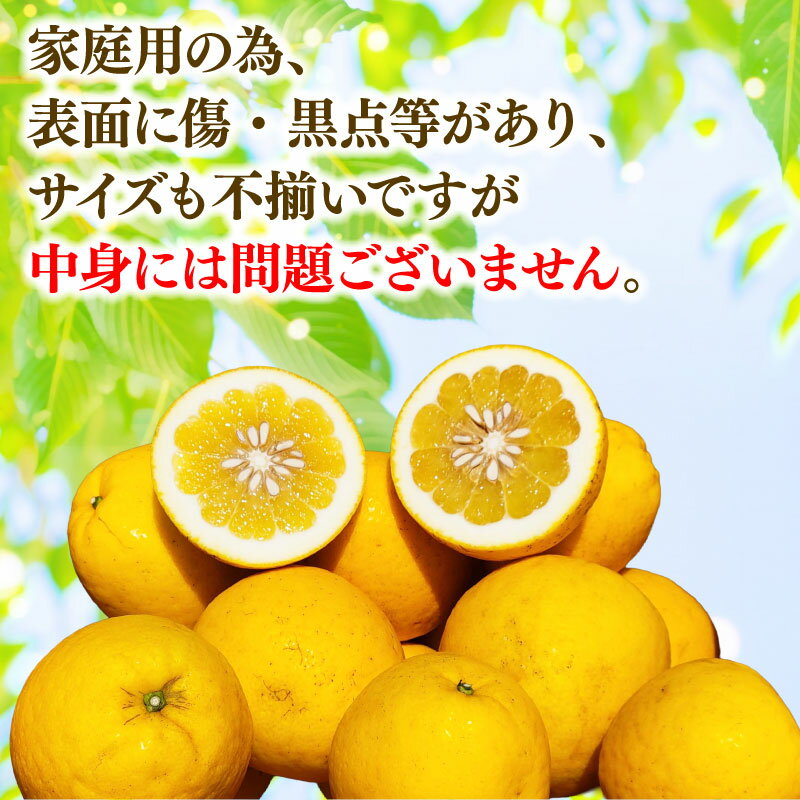 【ふるさと納税】 河内晩柑 9kg 愛媛みかん つばさ農園 先行予約 家庭用 晩柑 かわちばんかん 晩柑 和製 グレープフルーツ 愛媛蜜柑 愛媛県産 果物 くだもの フルーツ 柑橘 みかん 蜜柑 mikan産地直送 農家直送 産地直送 数量限定 国産 愛媛 宇和島 B010-048004 サムネイル3
