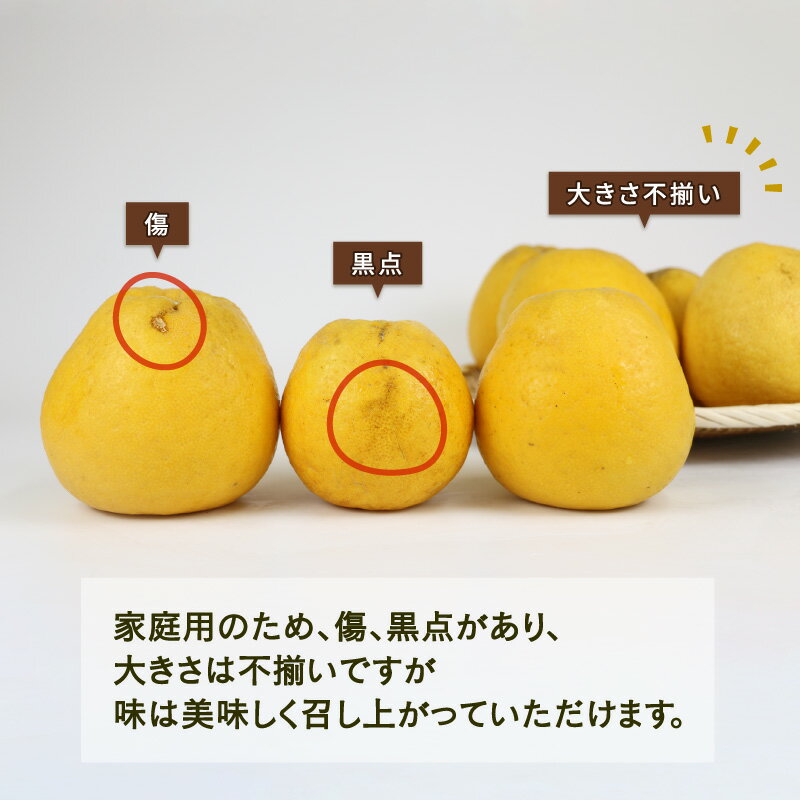 【ふるさと納税】 河内晩柑 7.5kg 晩柑 かわちばんかん 陽だまりミカン 晩柑 和製 グレープフルーツ 果物 フルーツ 柑橘 みかん 蜜柑 農家直送 産地直送 数量限定 国産 愛媛 宇和島 B010-050003 サムネイル2