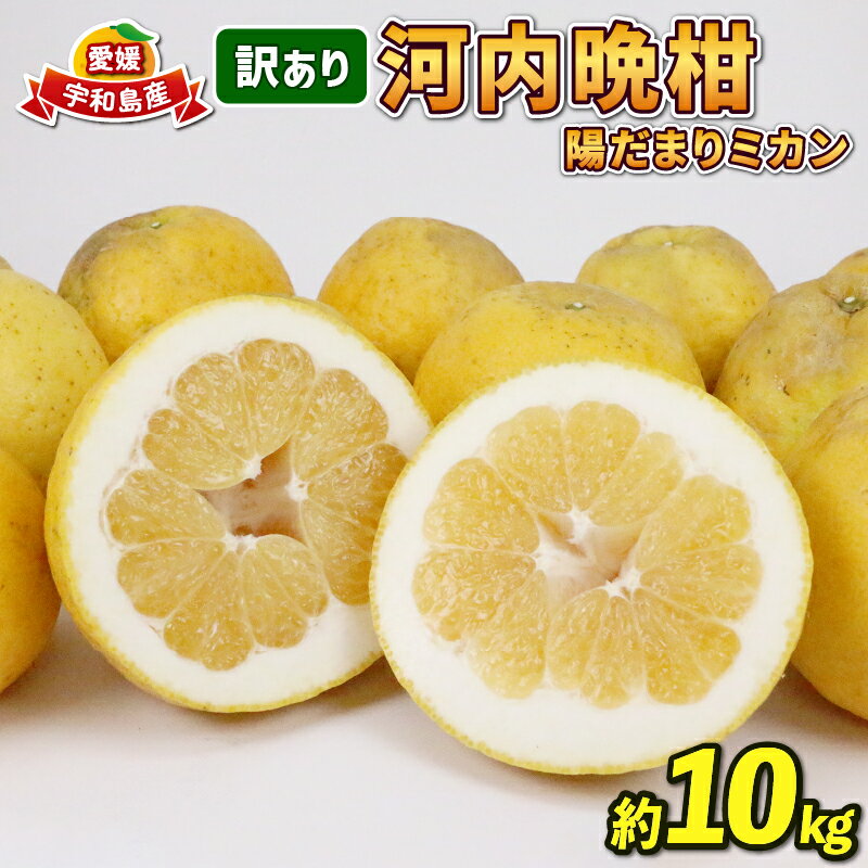 訳あり 河内晩柑 10kg 晩柑 かわちばんかん 陽だまりミカン 晩柑 和製 グレープフルーツ 果物 くだもの フルーツ 柑橘 愛媛みかん 愛媛ミカン 愛媛蜜柑 みかん 訳アリ 訳あり品 わけあり 蜜柑 産地直送 農家直送 数量限定 国産 愛媛 宇和島 B010-050007