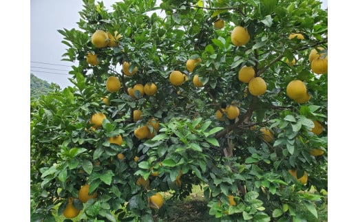 【ふるさと納税】 河内晩柑 7.5kg 晩柑 かわちばんかん 陽だまりミカン 晩柑 和製 グレープフルーツ 果物 フルーツ 柑橘 みかん 蜜柑 農家直送 産地直送 数量限定 国産 愛媛 宇和島 B010-050003 サムネイル3