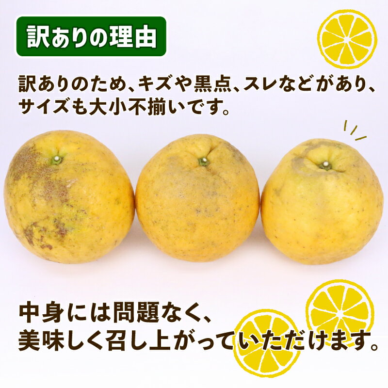 【ふるさと納税】 訳あり 河内晩柑 10kg 晩柑 かわちばんかん 陽だまりミカン 晩柑 和製 グレープフルーツ 果物 くだもの フルーツ 柑橘 愛媛みかん 愛媛ミカン 愛媛蜜柑 みかん 訳アリ 訳あり品 わけあり 蜜柑 産地直送 農家直送 数量限定 国産 愛媛 宇和島 B010-050007 サムネイル2