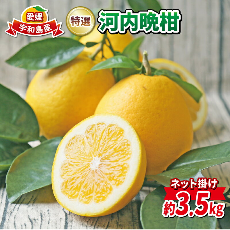 河内晩柑 3.5kg 特選 贈答用 ネット掛け フレッシュつちやま 先行予約 晩柑 和製 グレープフルーツ 贈答品 ギフト プレゼント 高級 果物 くだもの フルーツ 美味しい ジューシー 柑橘 愛媛みかん みかん mikan 蜜柑 産地直送 国産 愛媛 宇和島 B010-096002