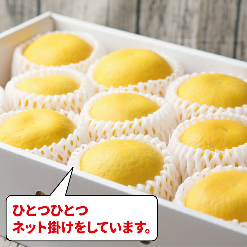 【ふるさと納税】 河内晩柑 3.5kg 特選 贈答用 ネット掛け フレッシュつちやま 先行予約 晩柑 和製 グレープフルーツ 贈答品 ギフト プレゼント 高級 果物 くだもの フルーツ 美味しい ジューシー 柑橘 愛媛みかん みかん mikan 蜜柑 産地直送 国産 愛媛 宇和島 B010-096002 サムネイル2