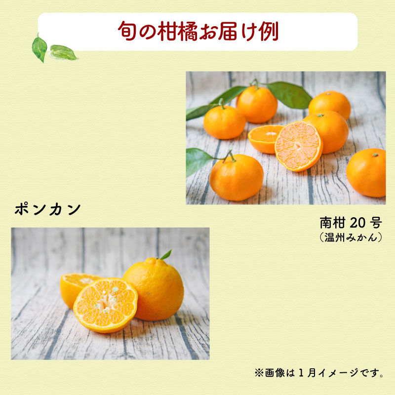 【ふるさと納税】 柑橘 おまかせ 詰合せ セット 3~5kg 家庭用 旬 季節の柑橘 フレッシュつちやま 先行予約 品種 お任せ 果物 くだもの フルーツ 柑橘 愛媛みかん みかん mikan 蜜柑 産地直送 数量限定 国産 愛媛 宇和島 B010-096011 サムネイル3