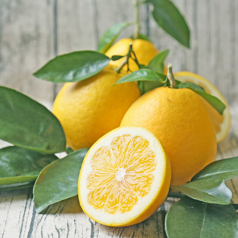 【ふるさと納税】 河内晩柑 3.5kg 特選 贈答用 ネット掛け フレッシュつちやま 先行予約 晩柑 和製 グレープフルーツ 贈答品 ギフト プレゼント 高級 果物 くだもの フルーツ 美味しい ジューシー 柑橘 愛媛みかん みかん mikan 蜜柑 産地直送 国産 愛媛 宇和島 B010-096002 サムネイル3