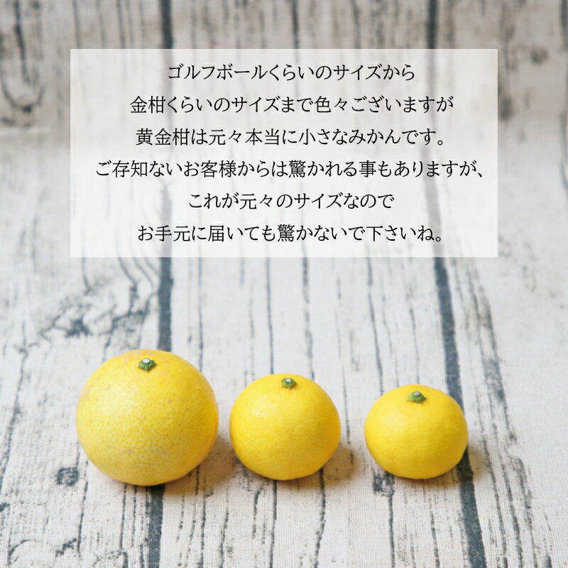 【ふるさと納税】 高級柑橘 黄金柑 3kg 先行予約 フレッシュつちやま 幻のみかん 希少 おうごんかん 贈答品 贈答用 ギフト プレゼント 高級 果物 フルーツ 柑橘 みかん 蜜柑 愛媛ミカン 愛媛蜜柑 愛媛みかん 農家直送 産地直送 数量限定 国産 愛媛 宇和島 B015-096006 サムネイル2
