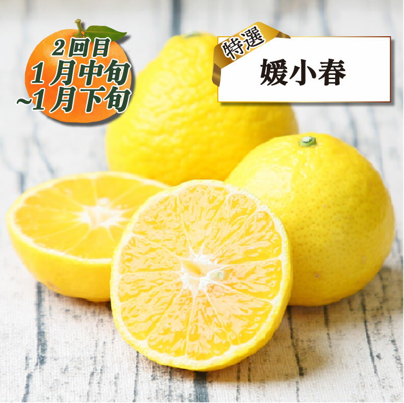 【ふるさと納税】 みかん定期便 特選 贈答用 旬 柑橘定期便 全3回 愛果28号 媛小春 おまかせ詰合せ フレッシュつちやま 愛媛みかん 愛媛蜜柑 愛媛ミカン みかん 愛媛産みかん 果物 くだもの フルーツ 柑橘 みかん 産地直送 数量限定 国産 愛媛 宇和島 B054-096023 サムネイル3