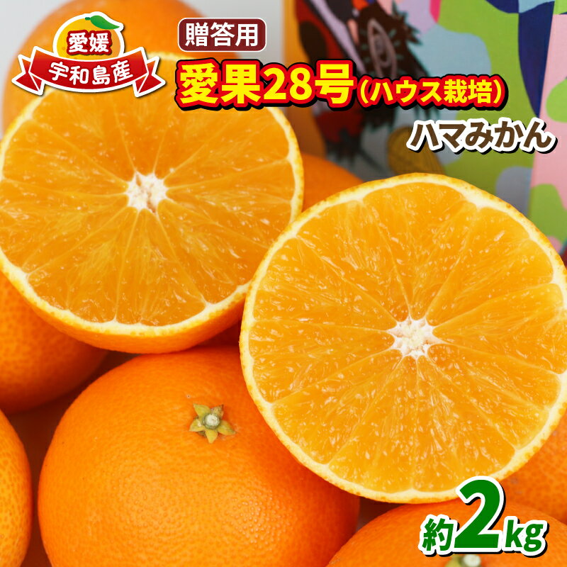 愛果28号 贈答用 2kg ハウス栽培 先行予約 ハマみかん 果物 くだもの フルーツ 柑橘 みかん 高級 ブランド ゼリー プルプル 甘い 限定 品種 蜜柑 mikan 愛媛蜜柑 愛媛みかん 農家直送 産地直送 数量限定 国産 愛媛 宇和島 B018-075005