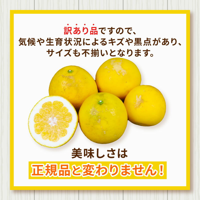 【ふるさと納税】 訳あり 河内晩柑 10kg 愛媛みかん ハマみかん 先行予約 晩柑 ばんかん かわちばんかん 和製 グレープフルーツ 果物 くだもの フルーツ 柑橘 かんきつ みかん 蜜柑 mikan 愛媛ミカン 愛媛蜜柑 産地直送 数量限定 国産 愛媛 宇和島 B010-075011 サムネイル2