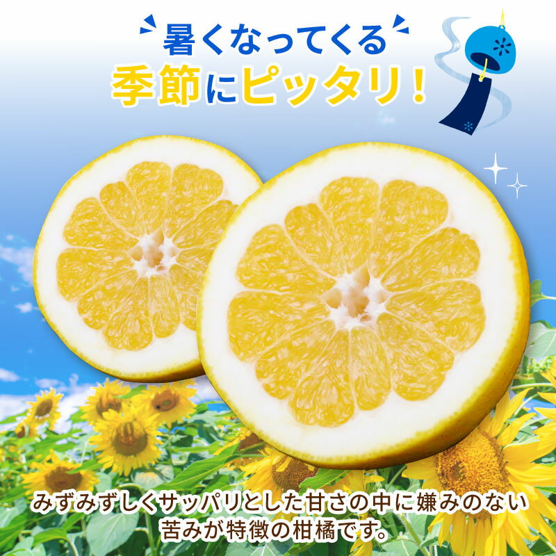 【ふるさと納税】 訳あり 河内晩柑 10kg 愛媛みかん ハマみかん 先行予約 晩柑 ばんかん かわちばんかん 和製 グレープフルーツ 果物 くだもの フルーツ 柑橘 かんきつ みかん 蜜柑 mikan 愛媛ミカン 愛媛蜜柑 産地直送 数量限定 国産 愛媛 宇和島 B010-075011 サムネイル3