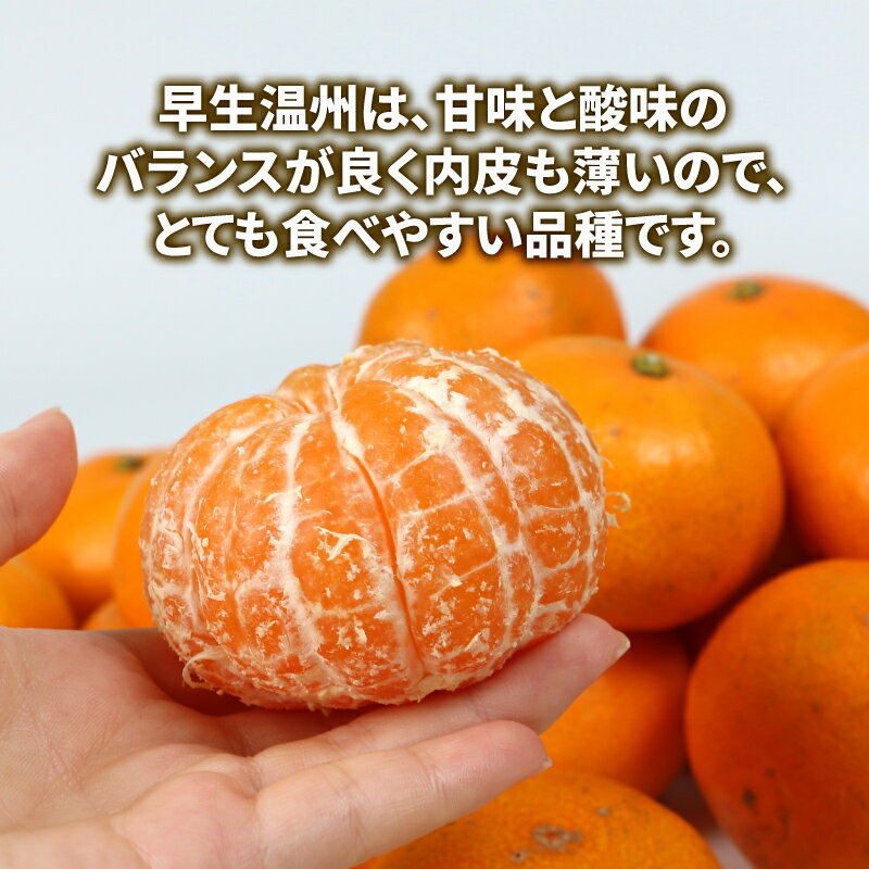 【ふるさと納税】 温州ミカン 訳あり みかん 早生温州 9kg マル南フルーツ 温州みかん 早生 温州 サイズ不揃い 果物 くだもの フルーツ 柑橘 蜜柑 うんしゅうみかん わけあり 訳アリ 甘い 美味しい 国産 愛媛 宇和島 B010-106017 サムネイル3