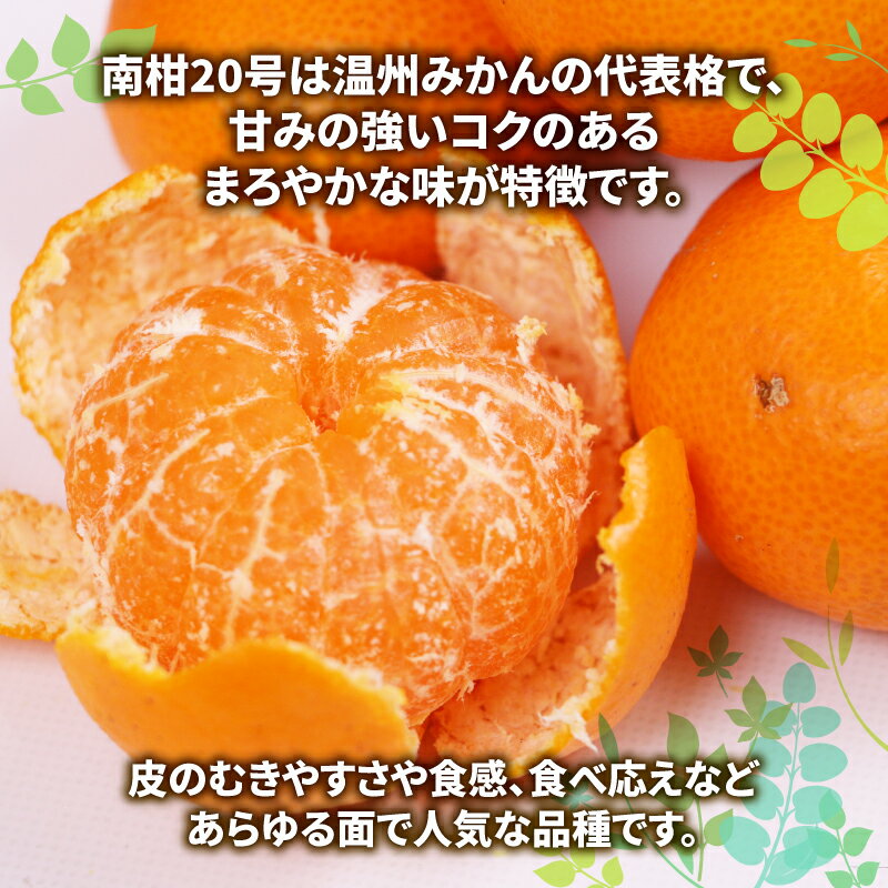 【ふるさと納税】 蜜柑 わけあり みかん 南柑20号 9kg マル南フルーツ 先行予約 訳あり 訳アリ 訳あり品 温州 温州みかん うんしゅう ミカン 温州蜜柑 愛媛みかん 愛媛ミカン mikan 果物 くだもの フルーツ 柑橘 南柑 20号 産地直送 数量限定 国産 愛媛 宇和島 B010-106018 サムネイル3
