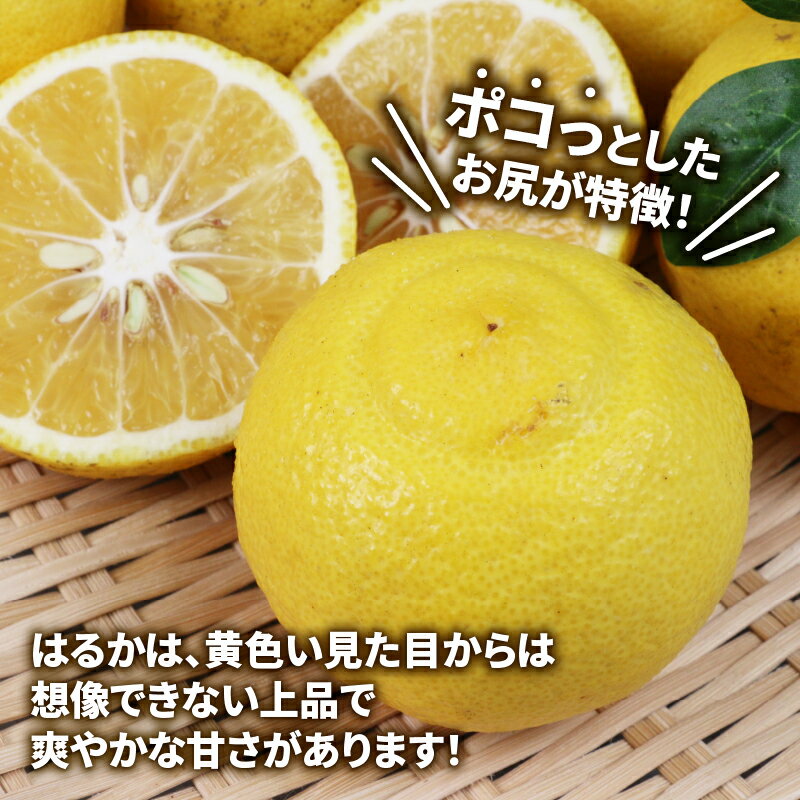 【ふるさと納税】 訳あり はるか みかん 5kg 不揃い マル南フルーツ はるかみかん 先行予約 果物 くだもの フルーツ 甘い 爽やか 美味しい 柑橘 蜜柑 mikan 愛媛ミカン 愛媛蜜柑 愛媛みかん 訳アリ 訳あり品 訳有り わけあり 数量限定 産地直送 国産 愛媛 宇和島 B012-106003 サムネイル3