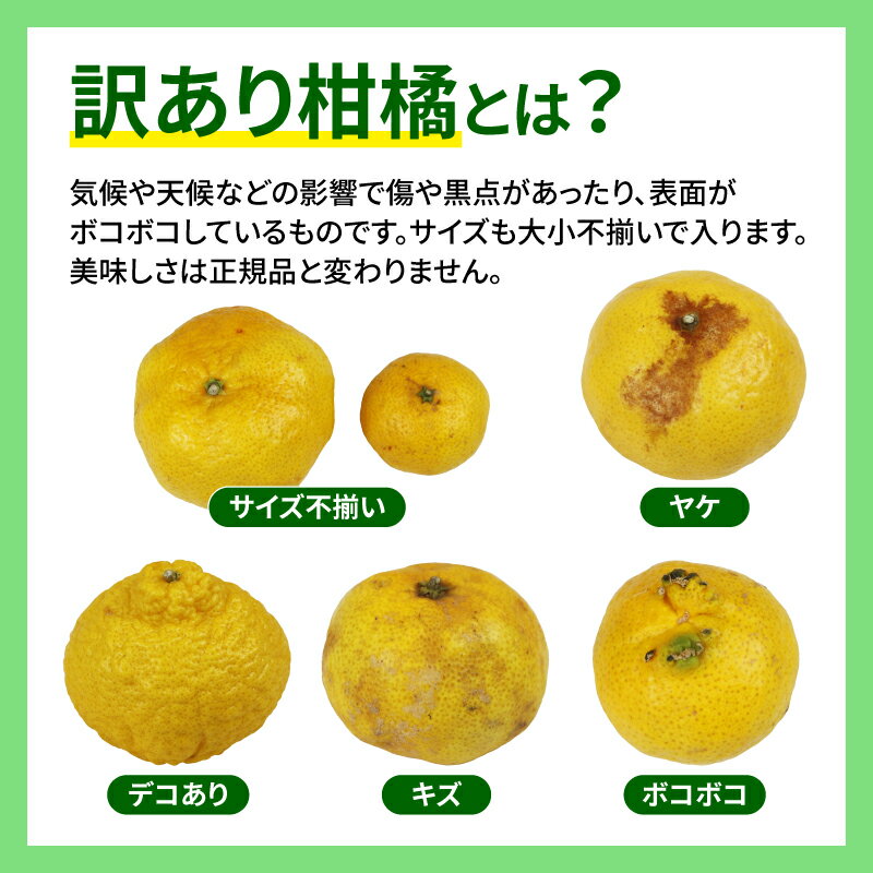 【ふるさと納税】 訳あり 媛小春 3kg 先行予約 希少 高級 愛媛県 限定 品種 マル南フルーツ サイズ 不揃い わけあり 愛媛みかん 愛媛ミカン 愛媛蜜柑 mikan 高級柑橘 訳ありみかん 果物 くだもの フルーツ 柑橘 みかん 産地直送 数量限定 国産 愛媛 宇和島 B012-106005 サムネイル2