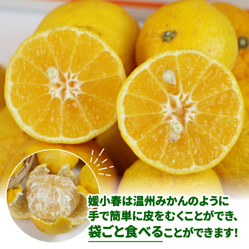 【ふるさと納税】 訳あり 媛小春 3kg 先行予約 希少 高級 愛媛県 限定 品種 マル南フルーツ サイズ 不揃い わけあり 愛媛みかん 愛媛ミカン 愛媛蜜柑 mikan 高級柑橘 訳ありみかん 果物 くだもの フルーツ 柑橘 みかん 産地直送 数量限定 国産 愛媛 宇和島 B012-106005 サムネイル3