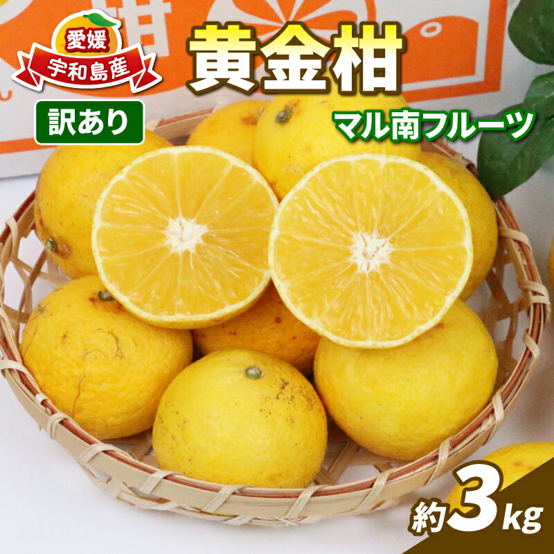 訳あり 黄金柑 3kg マル南フルーツ 先行予約 黄みかん 希少 品種 果物 くだもの フルーツ 柑橘 みかん 蜜柑 mikan 愛媛みかん 愛媛ミカン 愛媛蜜柑 愛媛県産 蜜柑 訳アリ 訳あり品 訳有り わけあり 数量限定 産地直送 国産 愛媛 宇和島 B010-106010