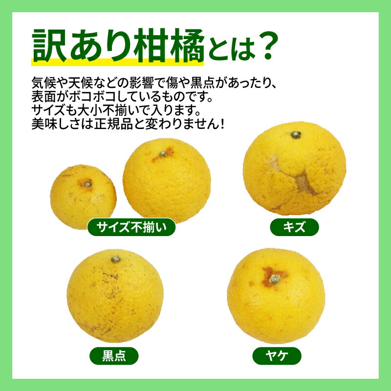 【ふるさと納税】 訳あり 黄金柑 3kg マル南フルーツ 先行予約 黄みかん 希少 品種 果物 くだもの フルーツ 柑橘 みかん 蜜柑 mikan 愛媛みかん 愛媛ミカン 愛媛蜜柑 愛媛県産 蜜柑 訳アリ 訳あり品 訳有り わけあり 数量限定 産地直送 国産 愛媛 宇和島 B010-106010 サムネイル2
