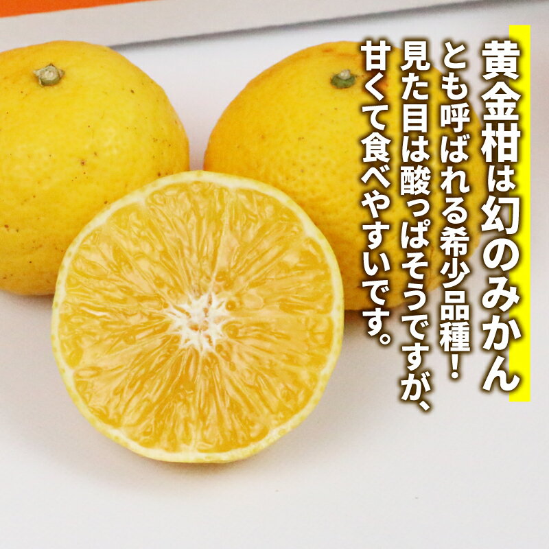 【ふるさと納税】 訳あり 黄金柑 3kg マル南フルーツ 先行予約 黄みかん 希少 品種 果物 くだもの フルーツ 柑橘 みかん 蜜柑 mikan 愛媛みかん 愛媛ミカン 愛媛蜜柑 愛媛県産 蜜柑 訳アリ 訳あり品 訳有り わけあり 数量限定 産地直送 国産 愛媛 宇和島 B010-106010 サムネイル3