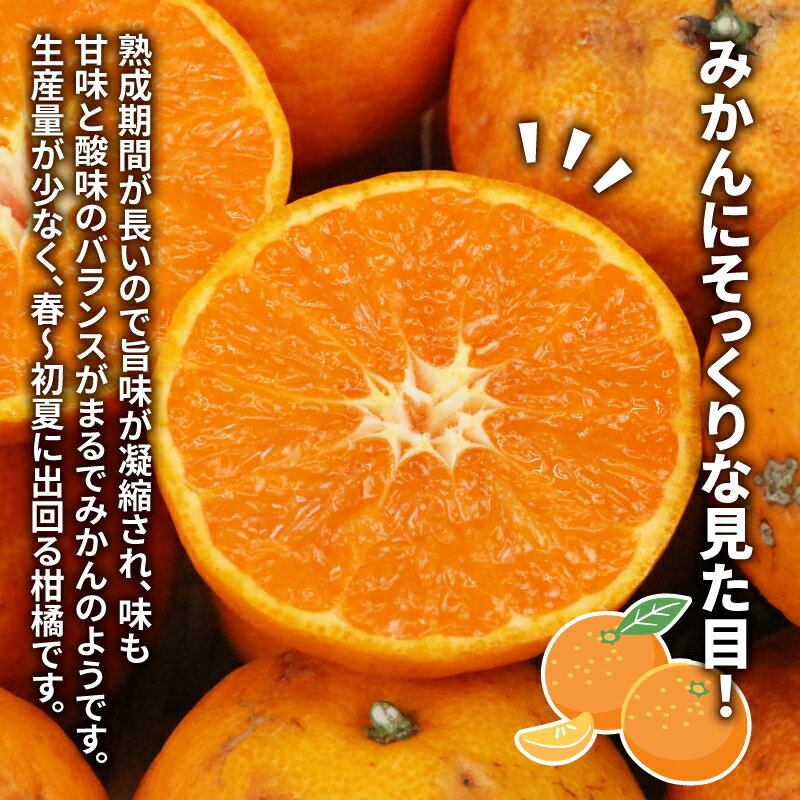 【ふるさと納税】 訳あり なつみ みかん 5kg 初夏のみかん マル南フルーツ 先行予約 サイズ 不揃い みかん 蜜柑 南津海 果物 くだもの 訳アリ 訳あり品 訳有り わけあり 愛媛みかん フルーツ 旬 高級 ブランド 希少 柑橘 産地直送 数量限定 国産 愛媛 宇和島 B010-106012 サムネイル3
