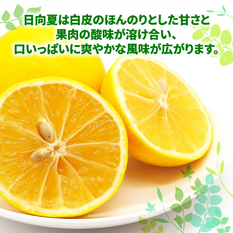 【ふるさと納税】 訳あり 日向夏 みかん 5kg マル南フルーツ 先行予約 不揃い サイズ混合 わけあり 果物 くだもの フルーツ 柑橘 みかん 訳アリ 訳あり品 訳有り わけあり 愛媛みかん 愛媛ミカン 愛媛県産 愛媛蜜柑 蜜柑 数量限定 産地直送 国産 愛媛 宇和島 B010-106013 サムネイル3