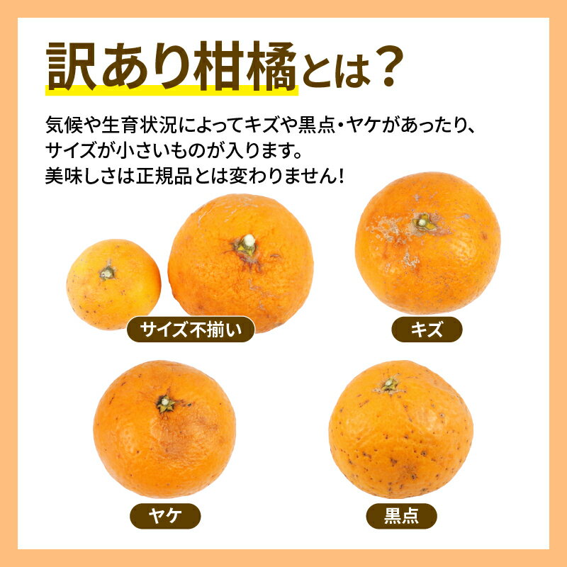 【ふるさと納税】 訳あり ミカン 清見タンゴール 5kg マル南フルーツ 先行予約 わけあり タンゴール オレンジ きよみ 清見オレンジ 清見みかん 清見 愛媛ミカン 愛媛蜜柑 蜜柑 みかん mikan 訳アリ 果物 くだもの フルーツ 柑橘 数量限定 国産 愛媛 宇和島 B010-106024 サムネイル2