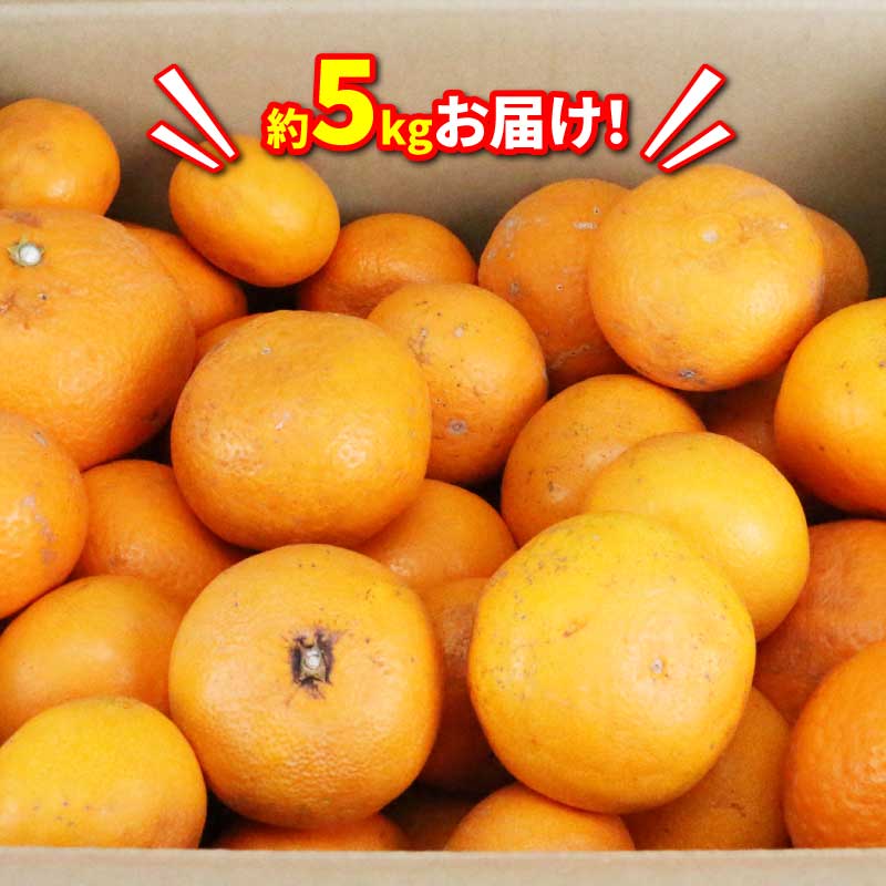 【ふるさと納税】 訳あり ミカン 清見タンゴール 5kg マル南フルーツ 先行予約 わけあり タンゴール オレンジ きよみ 清見オレンジ 清見みかん 清見 愛媛ミカン 愛媛蜜柑 蜜柑 みかん mikan 訳アリ 果物 くだもの フルーツ 柑橘 数量限定 国産 愛媛 宇和島 B010-106024 サムネイル3