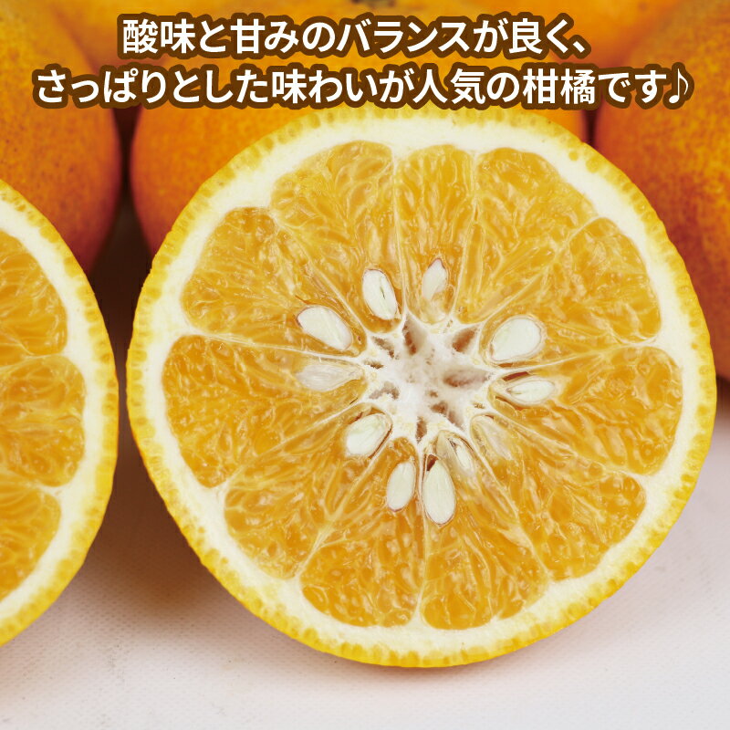 【ふるさと納税】 愛媛みかん 訳あり 甘夏 10kg マル南フルーツ 先行予約 わけあり 夏みかん 甘夏柑 マーマレード あまなつ 愛媛ミカン 愛媛蜜柑 訳ありみかん 訳あり蜜柑 mikan 果物 くだもの フルーツ 柑橘 みかん 蜜柑 数量限定 産地直送 国産 愛媛 宇和島 B012-106026 サムネイル3