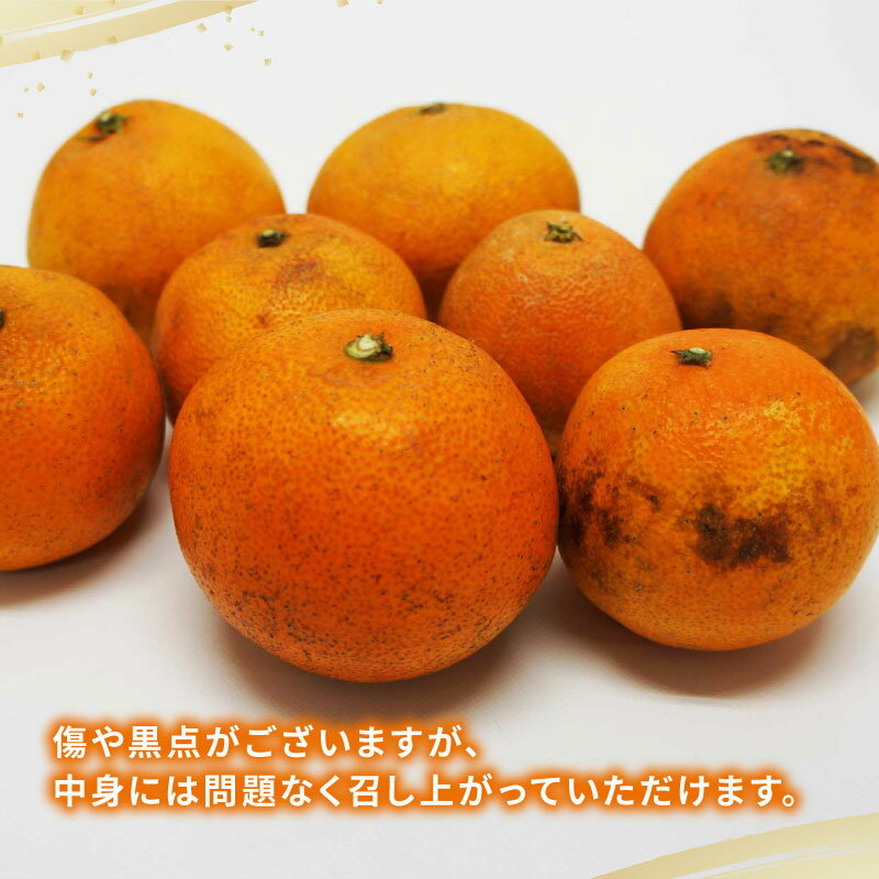 【ふるさと納税】 訳アリ 蜜柑 愛果28号 訳あり 5kg マル南フルーツ 不揃い 先行予約 柑橘 みかん ミカン 愛媛みかん 愛媛ミカン 愛媛蜜柑 果物 くだもの わけあり フルーツ 高級 品種 ゼリー プルプル 甘い 産地直送 農家直送 数量限定 国産 愛媛 限定 宇和島 B015-106027 - 画像2