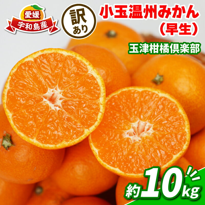 みかん 訳あり 10kg 小玉 早生 温州みかん 玉津柑橘倶楽部 先行予約 早生温州 温州 蜜柑 早生みかん 小玉みかん 甘い 糖度 果物 くだもの フルーツ 柑橘 mikan 蜜柑 愛媛みかん わけあり サイズ 不揃い 産地直送 数量限定 国産 愛媛 宇和島B010-072030