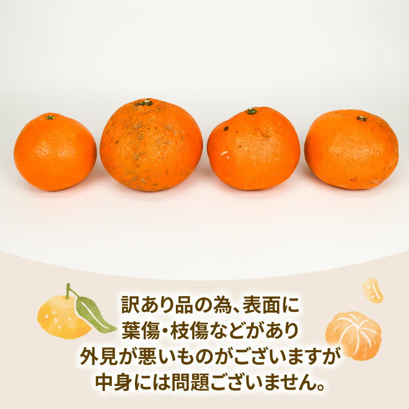 【ふるさと納税】 ミカン 訳あり いよかん 8kg 玉津柑橘倶楽部 先行予約 伊予柑 甘い ジューシー プリプリ おいしい 果物 くだもの フルーツ 柑橘 みかん mikan 蜜柑 愛媛蜜柑 愛媛みかん 愛媛ミカン わけあり サイズ 不揃い 産地直送 数量限定 国産 愛媛 宇和島 B010-072032 サムネイル2