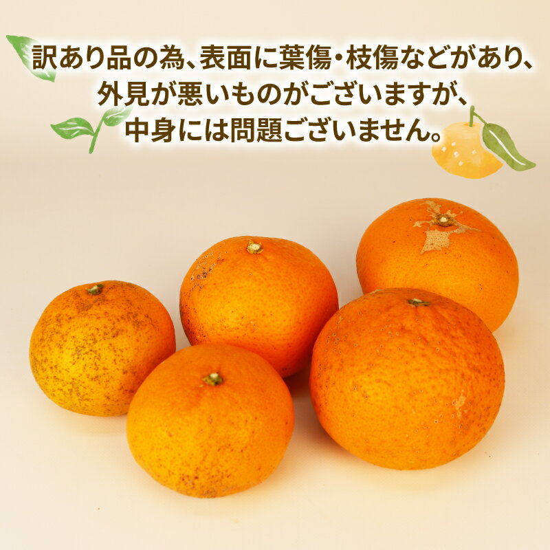 【ふるさと納税】 訳アリみかん 訳あり 清見 きよみ 8kg 玉津柑橘倶楽部 先行予約 みかん タンゴール 清見タンゴール 清見オレンジ 甘い 果物 くだもの フルーツ 柑橘 mikan 蜜柑 愛媛蜜柑 愛媛みかん 愛媛ミカン ミカン わけあり 数量限定 国産 愛媛 宇和島 B010-072033 サムネイル2