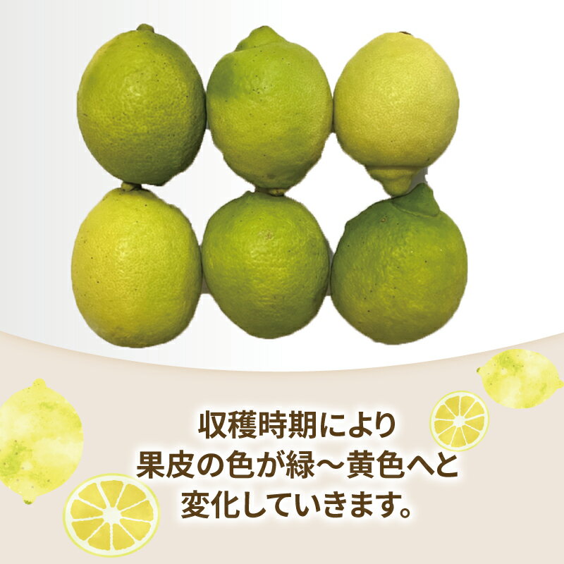 【ふるさと納税】 訳あり レモン 約5kg 玉津柑橘倶楽部 先行予約 サイズ 不揃い 訳アリ れもん 檸檬 remon 爽やか 果実 サワー ジュース チューハイ 果物 くだもの フルーツ 柑橘 愛媛蜜柑 愛媛みかん わけあり 訳あり品 産地直送 数量限定 国産 愛媛 宇和島 B010-072045 サムネイル3