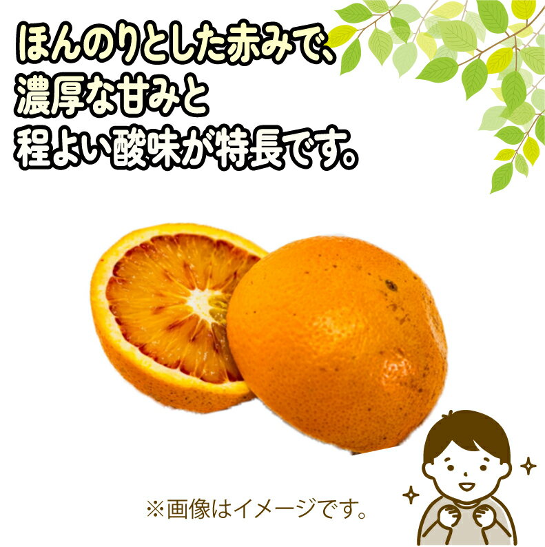 【ふるさと納税】 訳あり ブラッドオレンジ タロッコ 約5kg 玉津柑橘倶楽部 先行予約 サイズ 不揃い オレンジ 果実 果物 くだもの フルーツ 柑橘 愛媛蜜柑 愛媛みかん mikan 訳アリ わけあり 訳あり品 産地直送 数量限定 国産 愛媛 宇和島 B010-072047 サムネイル3