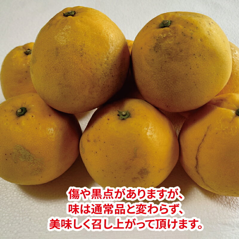 【ふるさと納税】 家庭用 河内晩柑 7.5kg 玉津柑橘倶楽部 先行予約 和製 グレープフルーツ 晩柑 かわちばんかん さっぱり 酸味 果物 くだもの フルーツ 柑橘 みかん mikan 蜜柑 愛媛蜜柑 愛媛みかん 農家直送 産地直送 数量限定 国産 愛媛 宇和島 B010-072004 サムネイル2
