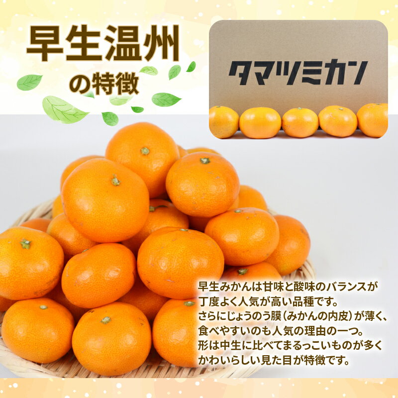 【ふるさと納税】 みかん 温州ミカン 早生みかん 温州みかん 早生温州 9kg 家庭用 玉津柑橘倶楽部 早生 うんしゅう 愛媛みかん 愛媛蜜柑 愛媛ミカン 玉津 mikan 予約受付 果物 フルーツ 柑橘 濃厚 甘い 甘味 蜜柑 産地直送 農家直送 数量限定 国産 愛媛 宇和島 B010-072001 サムネイル3