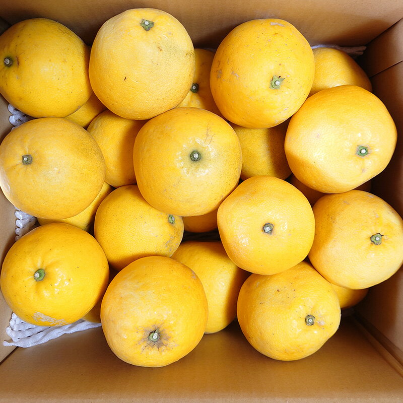 【ふるさと納税】 家庭用 河内晩柑 7.5kg 玉津柑橘倶楽部 先行予約 和製 グレープフルーツ 晩柑 かわちばんかん さっぱり 酸味 果物 くだもの フルーツ 柑橘 みかん mikan 蜜柑 愛媛蜜柑 愛媛みかん 農家直送 産地直送 数量限定 国産 愛媛 宇和島 B010-072004 サムネイル3