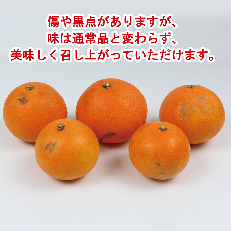 【ふるさと納税】 【12月上旬〜12月中旬発送予定】 訳あり 愛果28号 5kg 家庭用 玉津柑橘倶楽部 愛媛みかん 愛媛蜜柑 愛媛ミカン 高級 ブランド 限定 品種 プルプル 甘い 玉津 みかん mikan 果物 フルーツ 柑橘 濃厚 甘味 産地直送 数量限定 国産 愛媛 宇和島 B015-072026 - 画像2