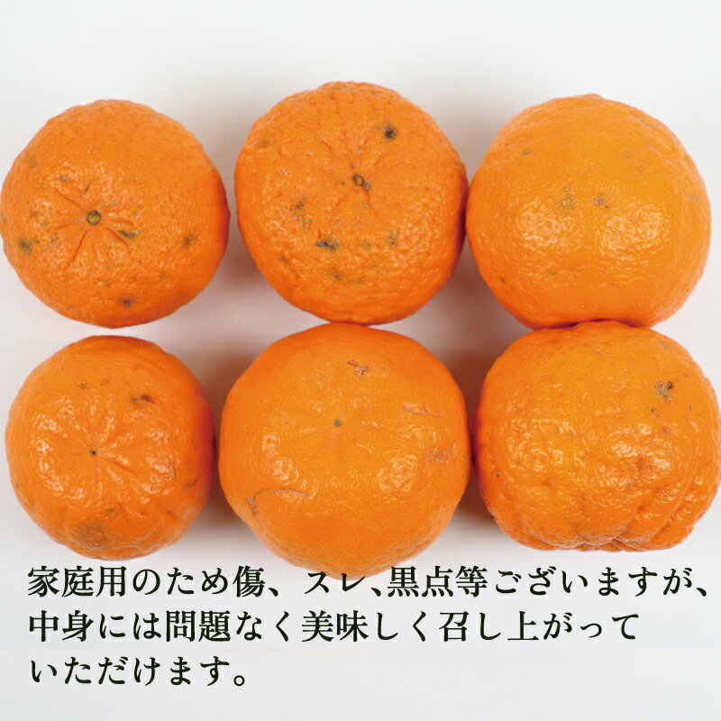 【ふるさと納税】 柑橘 ぽんかん 家庭用 9kg 玉津柑橘倶楽部 ポンカン 愛媛みかん 愛媛蜜柑 愛媛ミカン 玉津 蜜柑 みかん ミカン mikan 予約受付 果物 くだもの フルーツ ふるーつ 柑橘 濃厚 甘い あまい 甘味 産地直送 農家直送 数量限定 国産 愛媛 宇和島 B010-072003 サムネイル2
