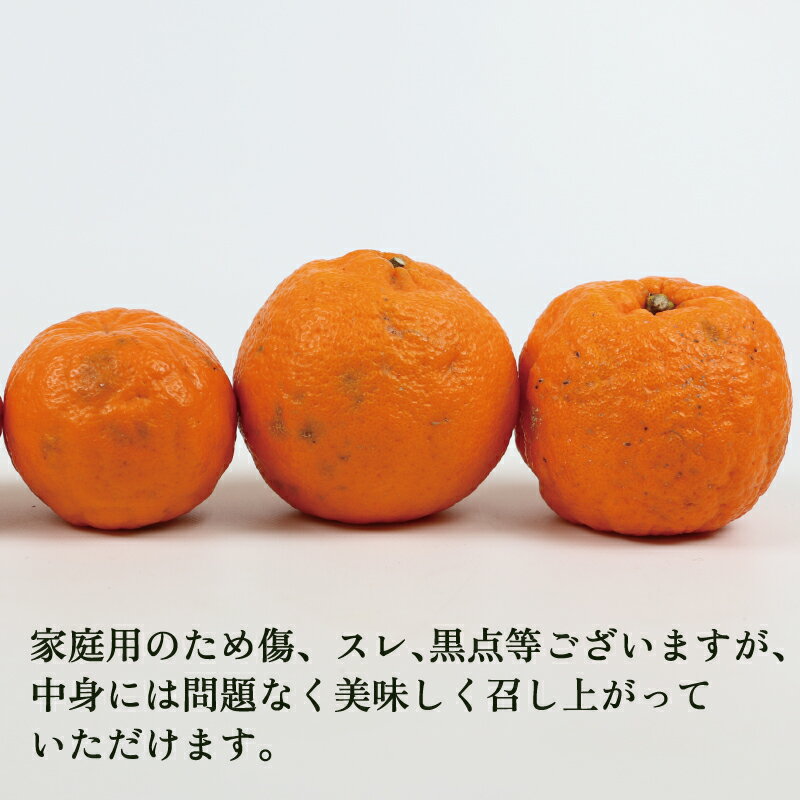 【ふるさと納税】 柑橘 ぽんかん 家庭用 9kg 玉津柑橘倶楽部 ポンカン 愛媛みかん 愛媛蜜柑 愛媛ミカン 玉津 蜜柑 みかん ミカン mikan 予約受付 果物 くだもの フルーツ ふるーつ 柑橘 濃厚 甘い あまい 甘味 産地直送 農家直送 数量限定 国産 愛媛 宇和島 B010-072003 サムネイル3