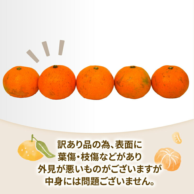 【ふるさと納税】 みかん 訳あり 10kg 小玉 早生 温州みかん 玉津柑橘倶楽部 先行予約 早生温州 温州 蜜柑 早生みかん 小玉みかん 甘い 糖度 果物 くだもの フルーツ 柑橘 mikan 蜜柑 愛媛みかん わけあり サイズ 不揃い 産地直送 数量限定 国産 愛媛 宇和島B010-072030 - 画像2