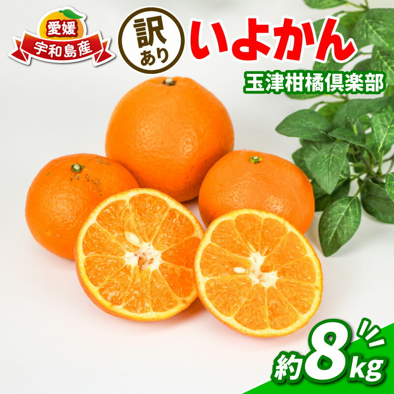 ミカン 訳あり いよかん 8kg 玉津柑橘倶楽部 先行予約 伊予柑 甘い ジューシー プリプリ おいしい 果物 くだもの フルーツ 柑橘 みかん mikan 蜜柑 愛媛蜜柑 愛媛みかん 愛媛ミカン わけあり サイズ 不揃い 産地直送 数量限定 国産 愛媛 宇和島 B010-072032