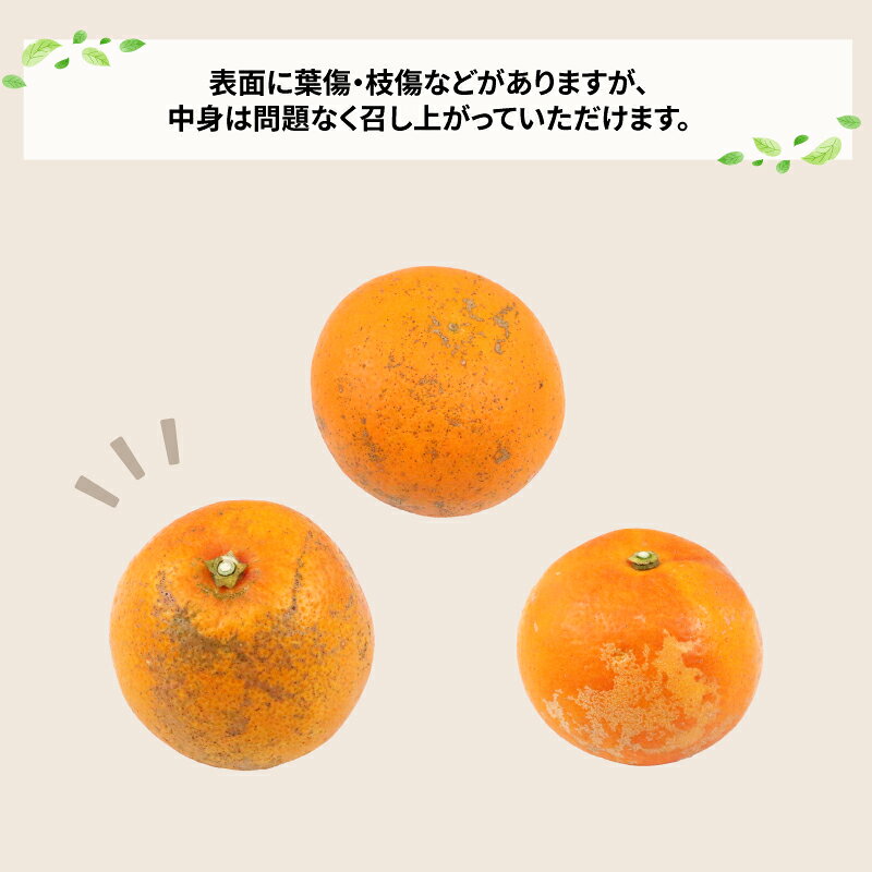 【ふるさと納税】 訳あり ブラッドオレンジ タロッコ 約5kg 玉津柑橘倶楽部 先行予約 サイズ 不揃い オレンジ 果実 果物 くだもの フルーツ 柑橘 愛媛蜜柑 愛媛みかん mikan 訳アリ わけあり 訳あり品 産地直送 数量限定 国産 愛媛 宇和島 B010-072047 サムネイル2
